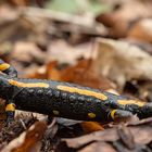 ***  Feuersalamander auf dem Rückweg......   ***