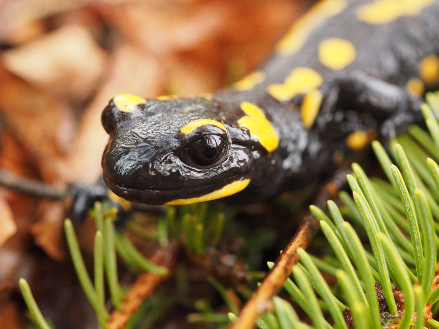 Feuersalamander auf Futtersuche