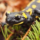 Feuersalamander auf Futtersuche