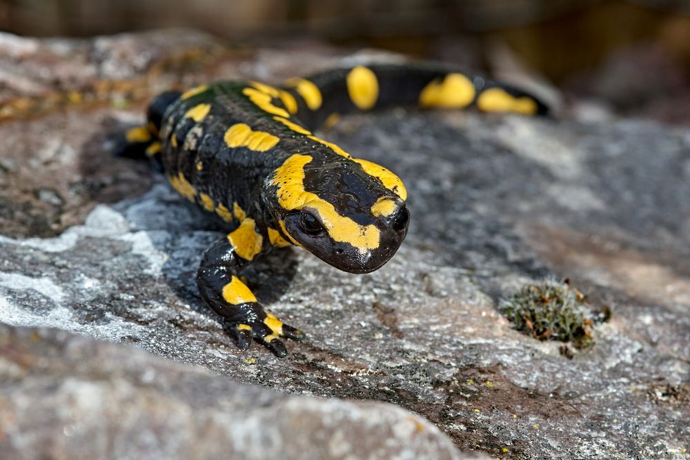 Feuersalamander auf Stein