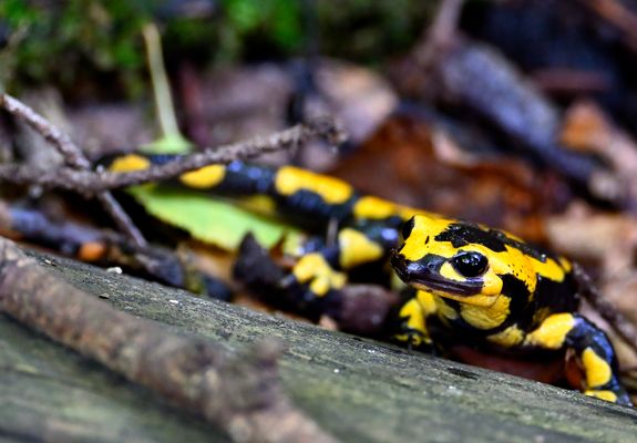 Feuersalamander auf Totholz