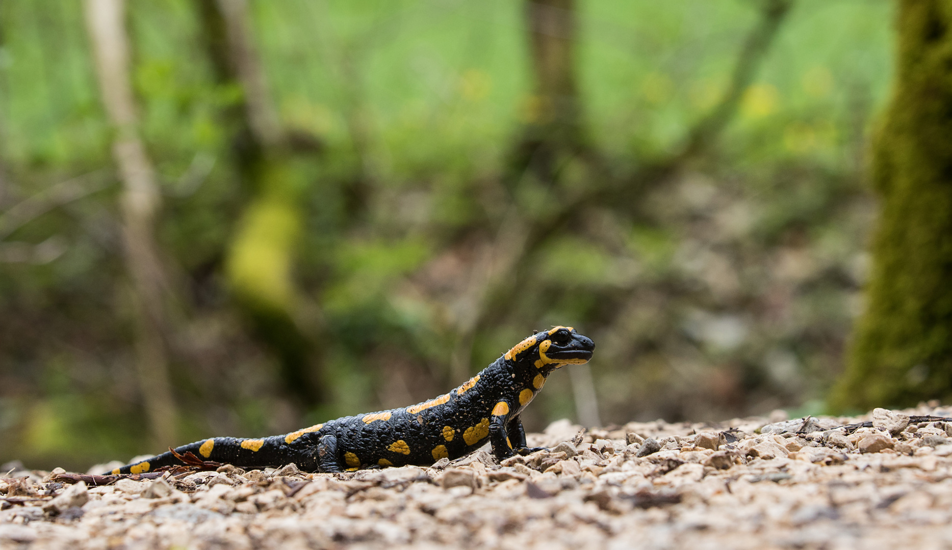 Feuersalamander auf Wanderschaft