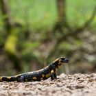 Feuersalamander auf Wanderschaft