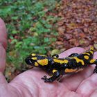 Feuersalamander