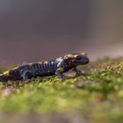 Feuersalamander