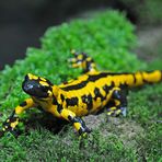 Feuersalamander