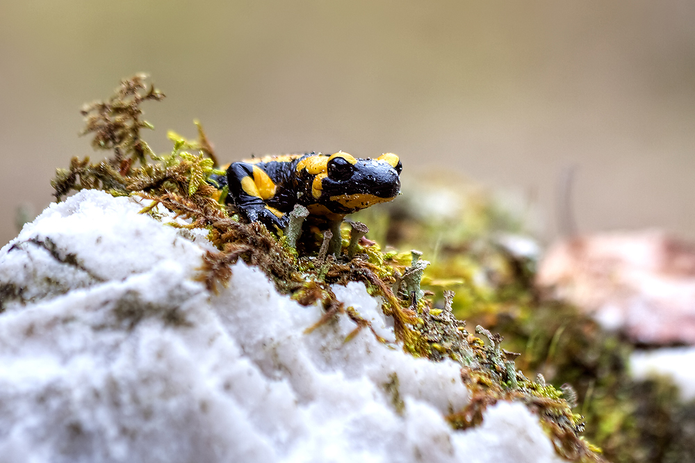 Feuersalamander