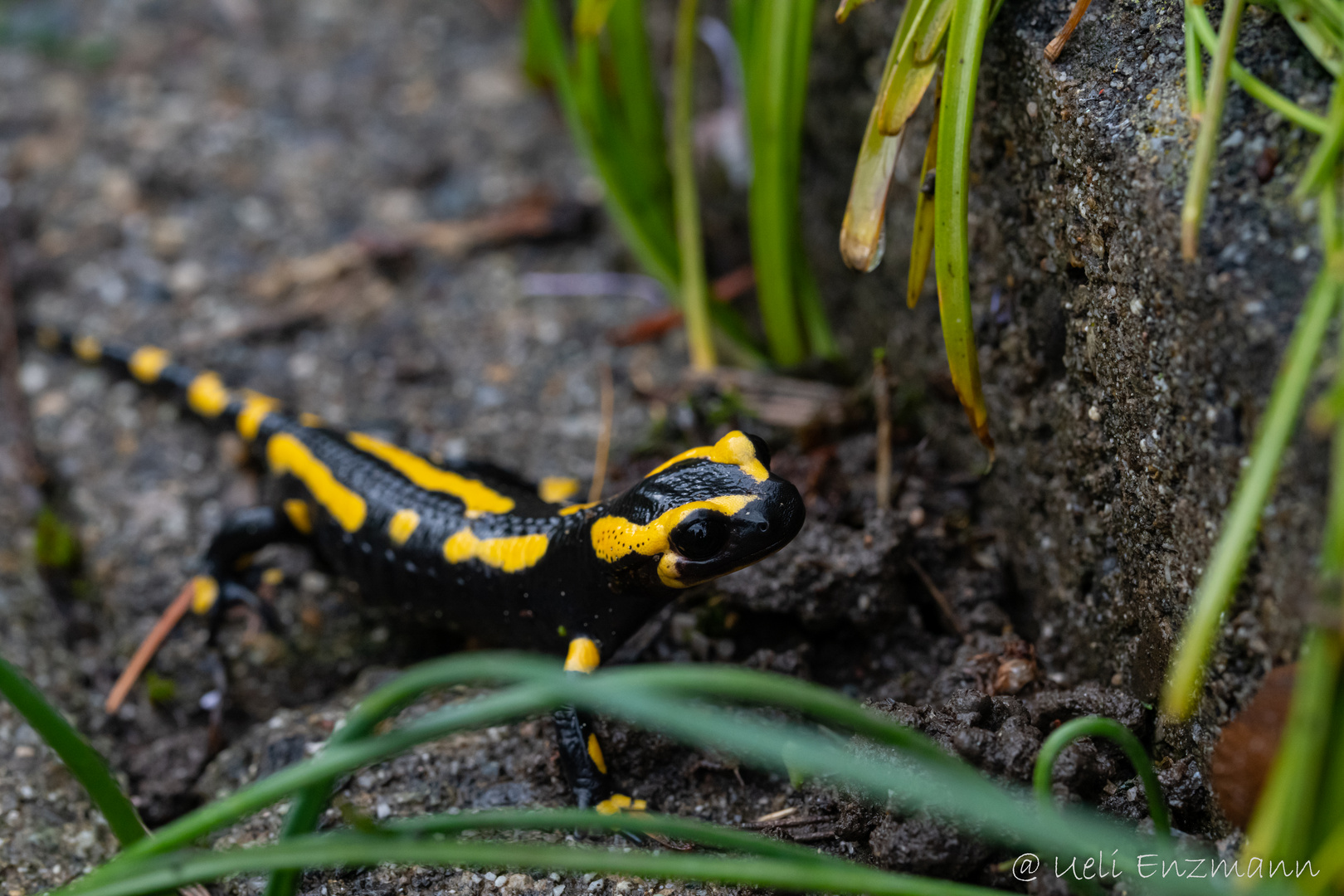 Feuersalamander