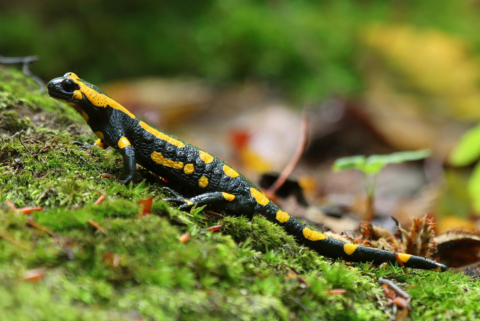 Feuersalamander