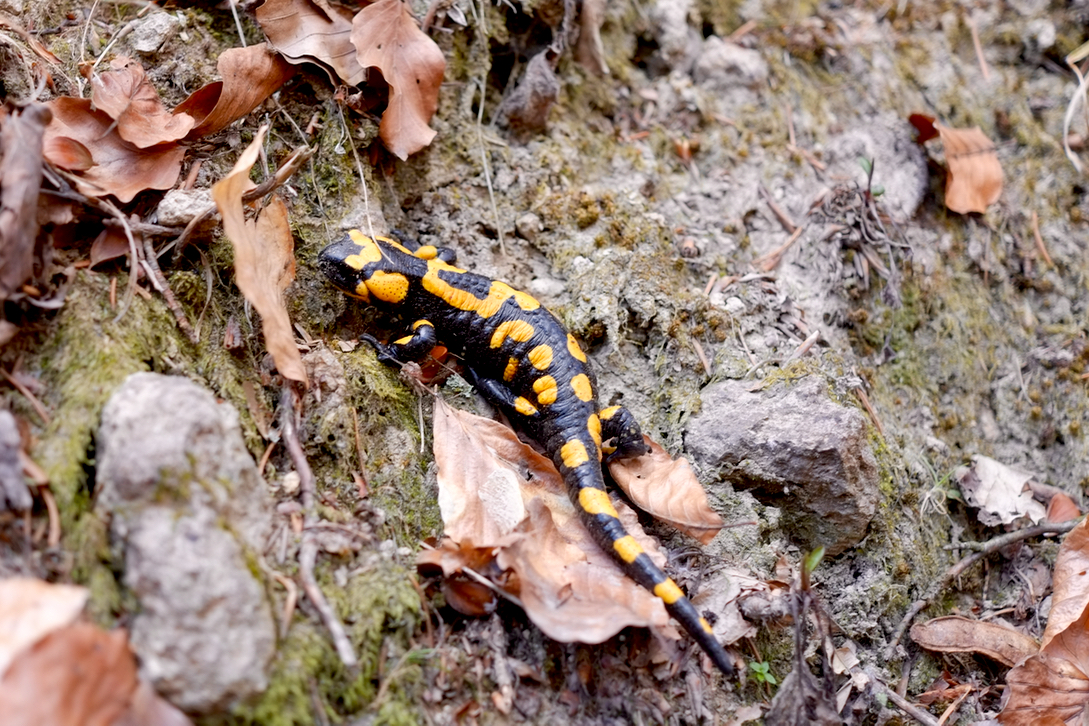 Feuersalamander