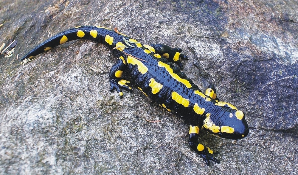 Feuersalamander