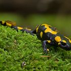 Feuersalamander