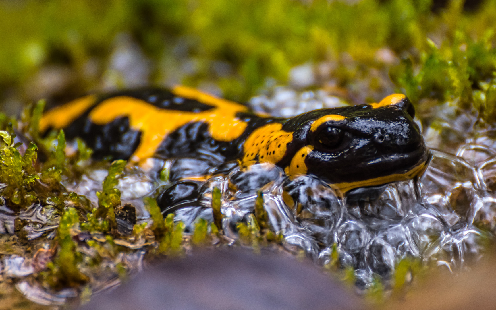 Feuersalamander