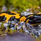 Feuersalamander