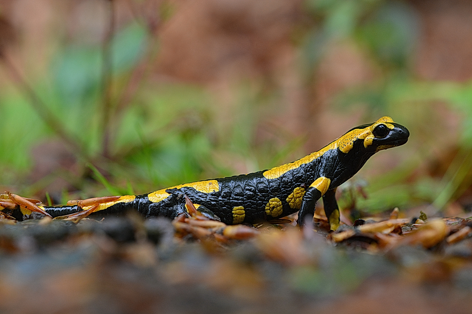 Feuersalamander