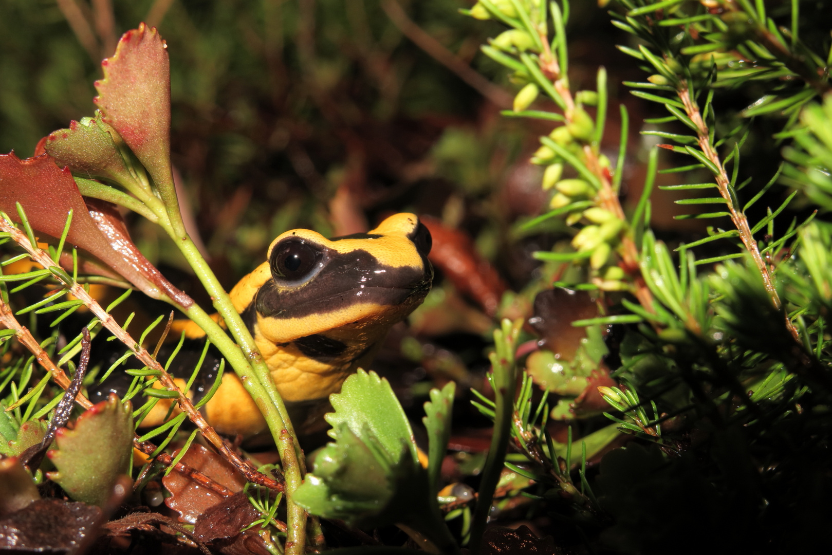 Feuersalamander beim Herbstausflug