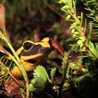 Feuersalamander beim Herbstausflug