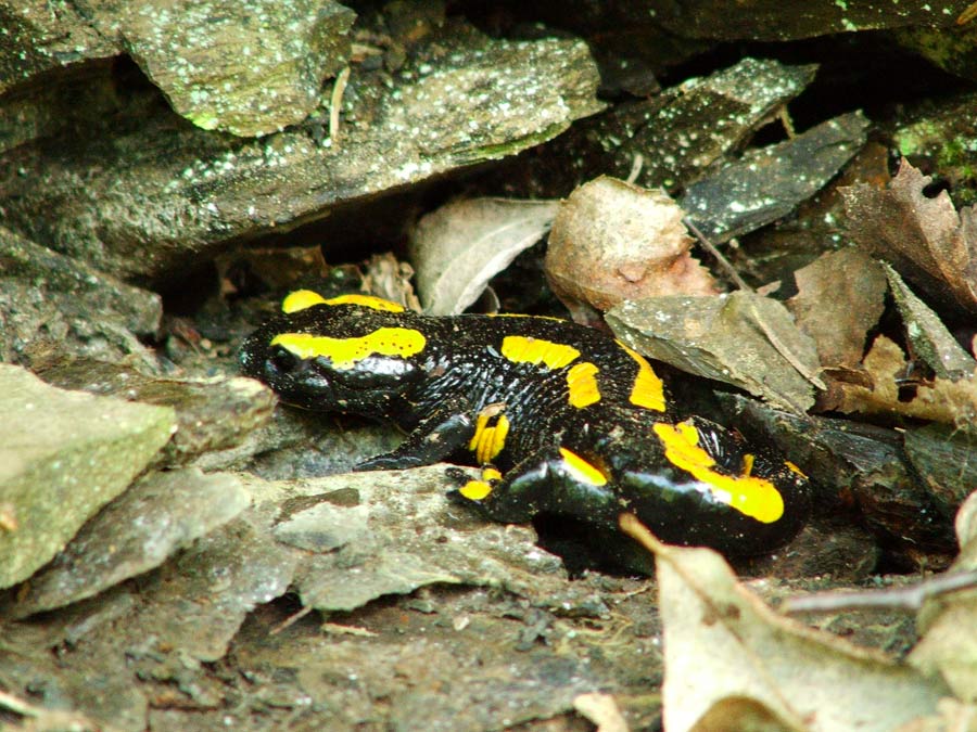 Feuersalamander