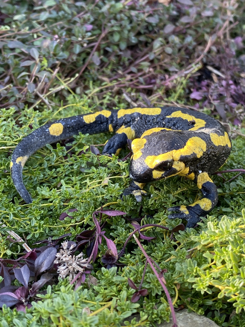 Feuersalamander