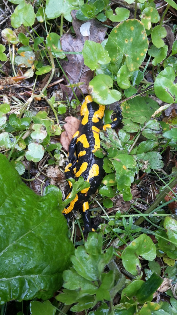 Feuersalamander