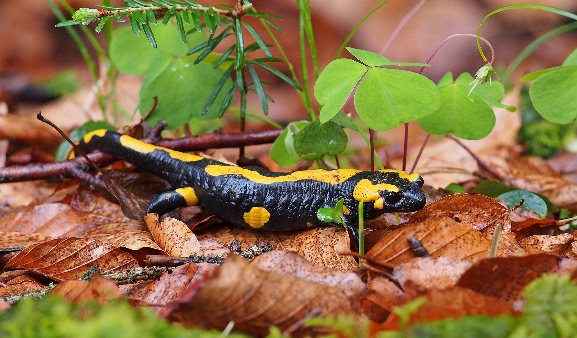 Feuersalamander