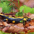 Feuersalamander