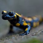 Feuersalamander