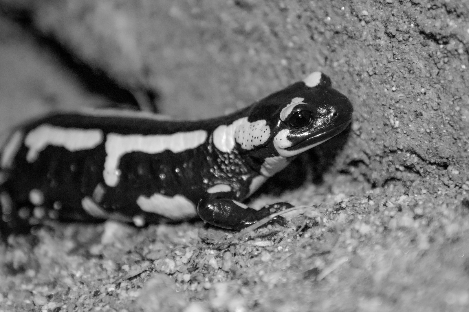 Feuersalamander