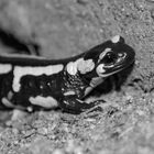 Feuersalamander