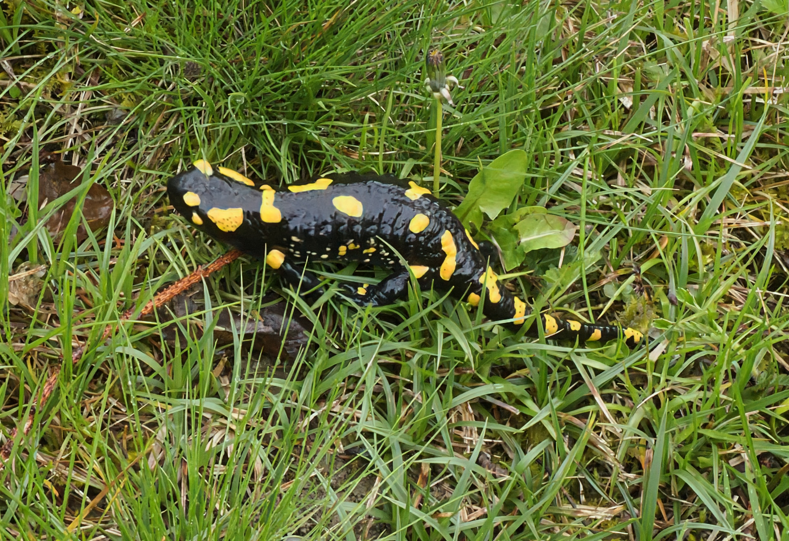 Feuersalamander 