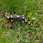 Feuersalamander 