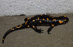 Feuersalamander