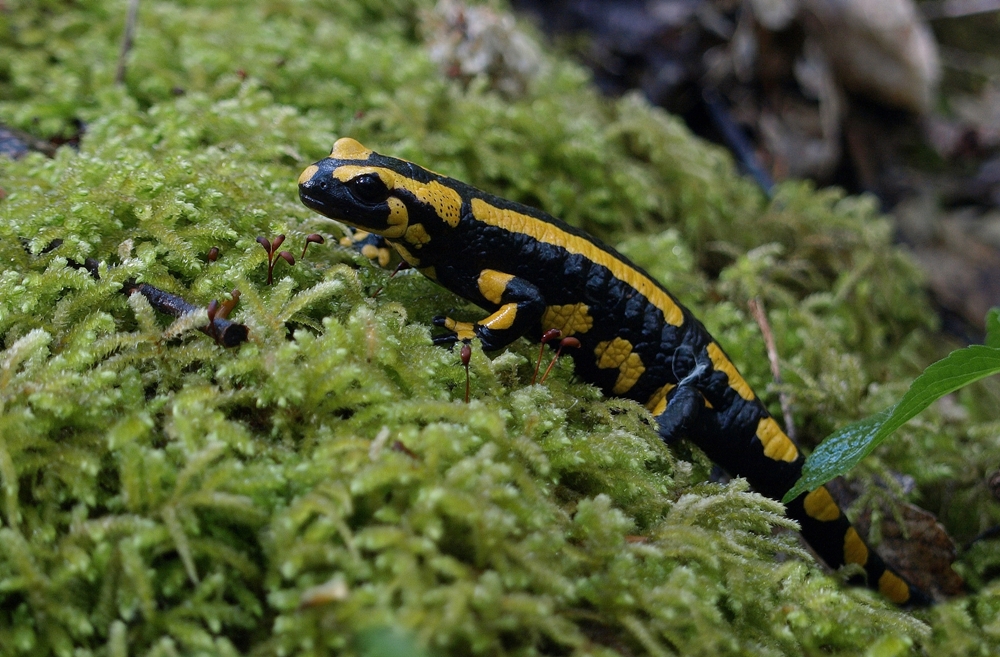 **Feuersalamander**