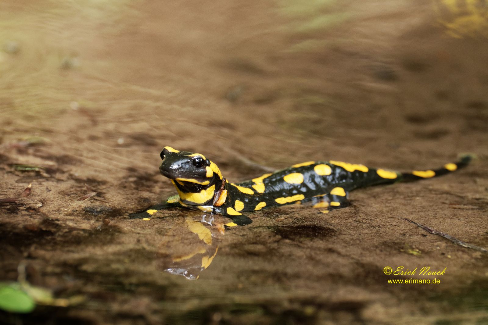 Feuersalamander