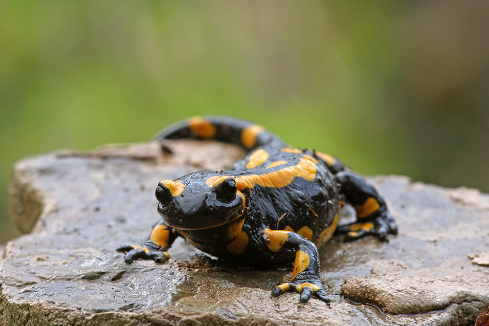 Feuersalamander