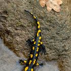 Feuersalamander