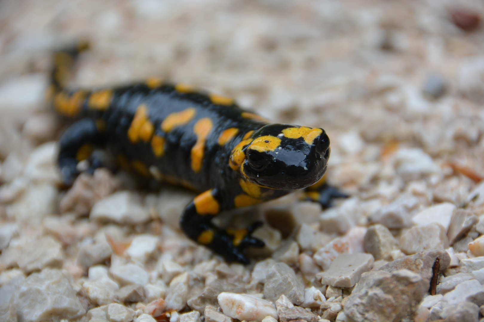 Feuersalamander