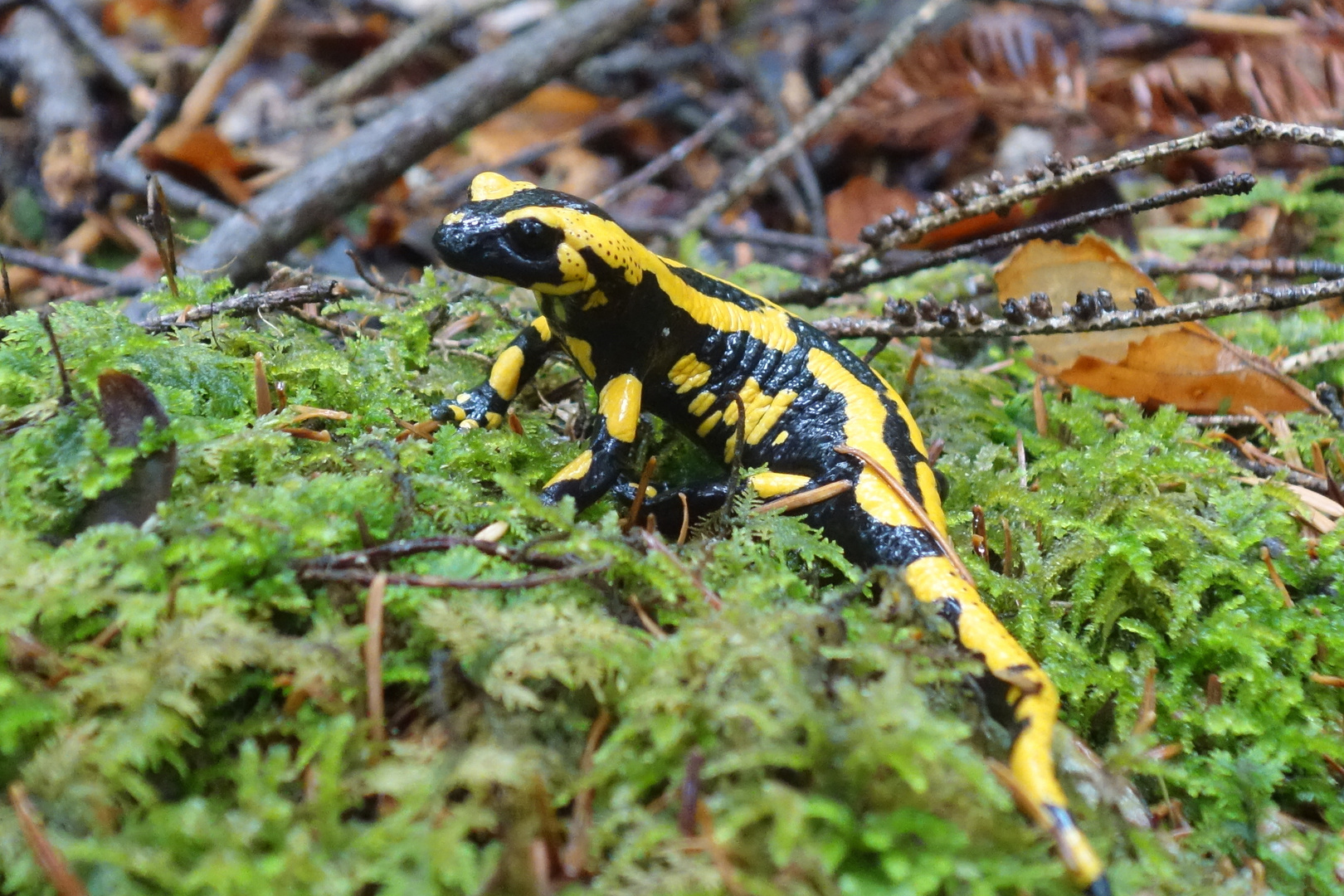 Feuersalamander Foto & Bild wald, regen, natur Bilder auf