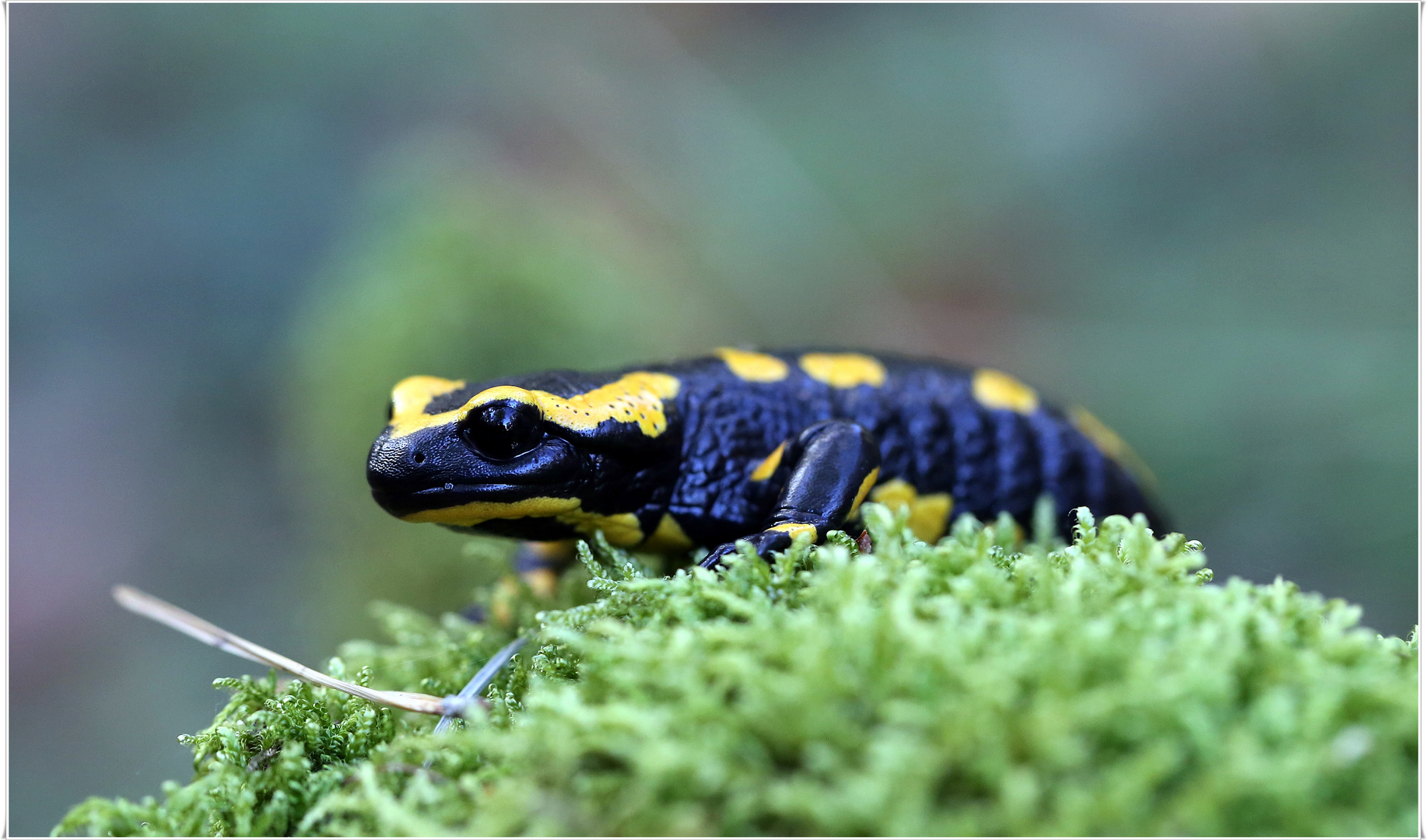 Feuersalamander