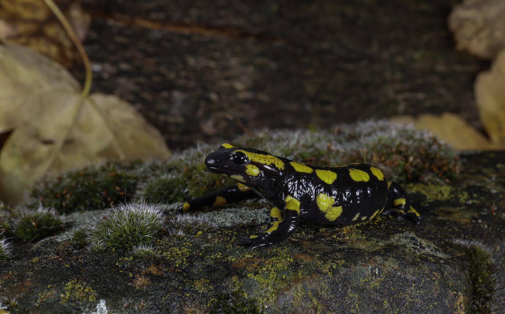 Feuersalamander