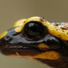 Feuersalamander Close-up - Harz