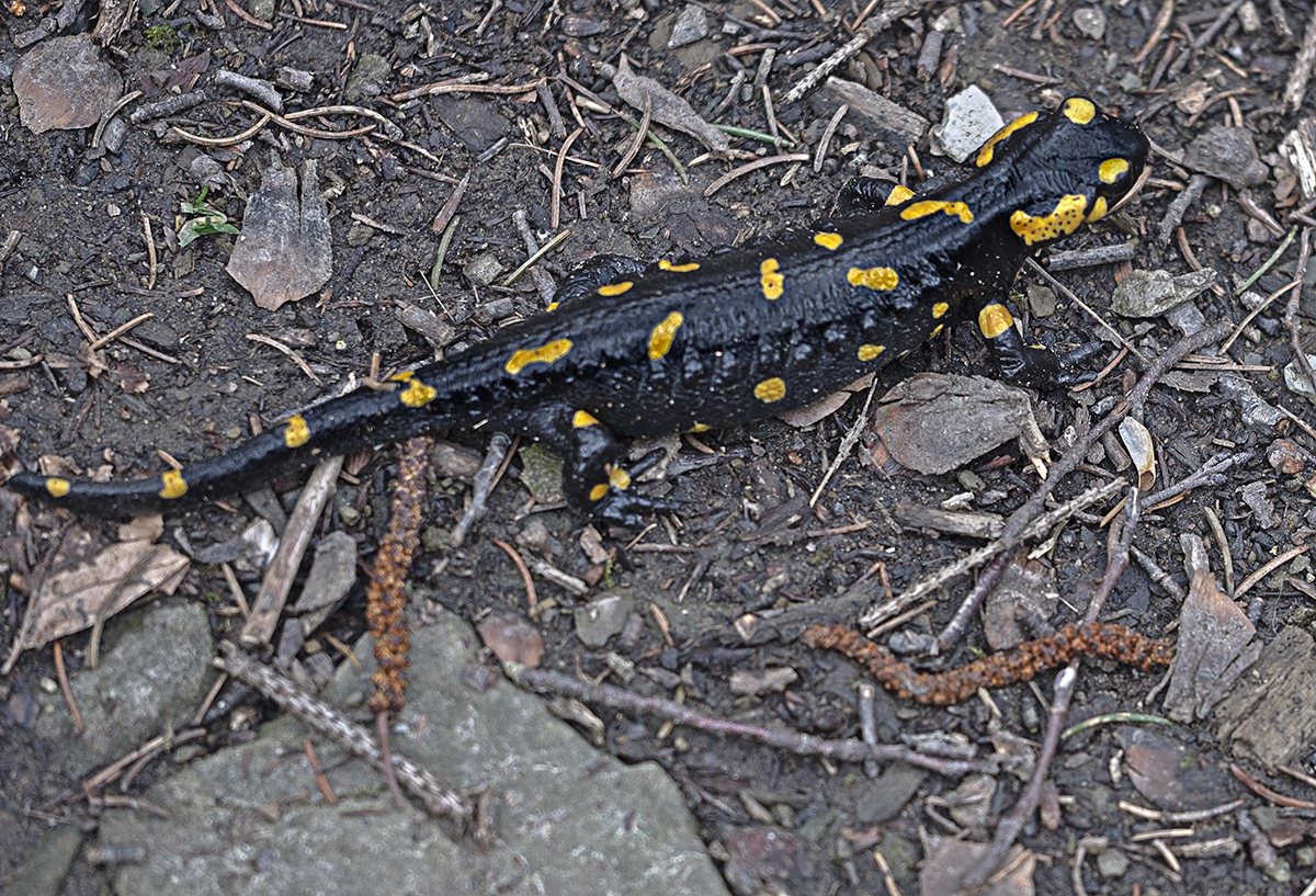 Feuersalamander