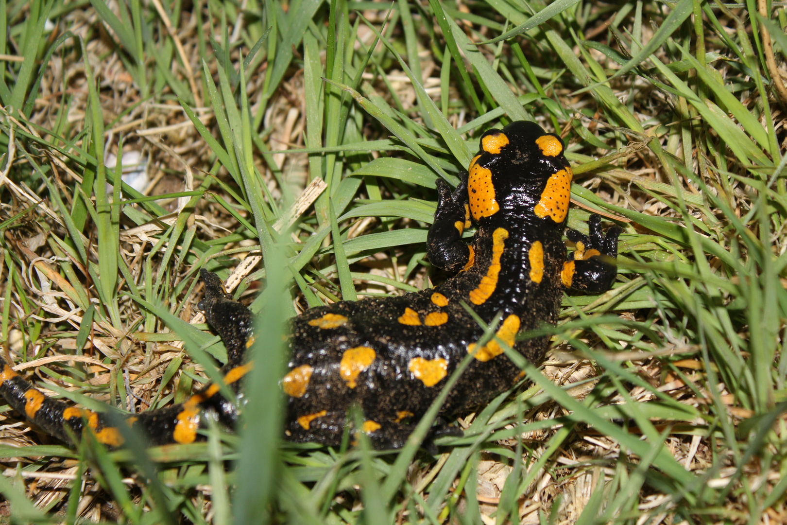 Feuersalamander