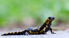 Feuersalamander ...