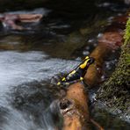 Feuersalamander, der Erste 2018