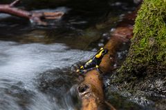 Feuersalamander, der Erste 2018