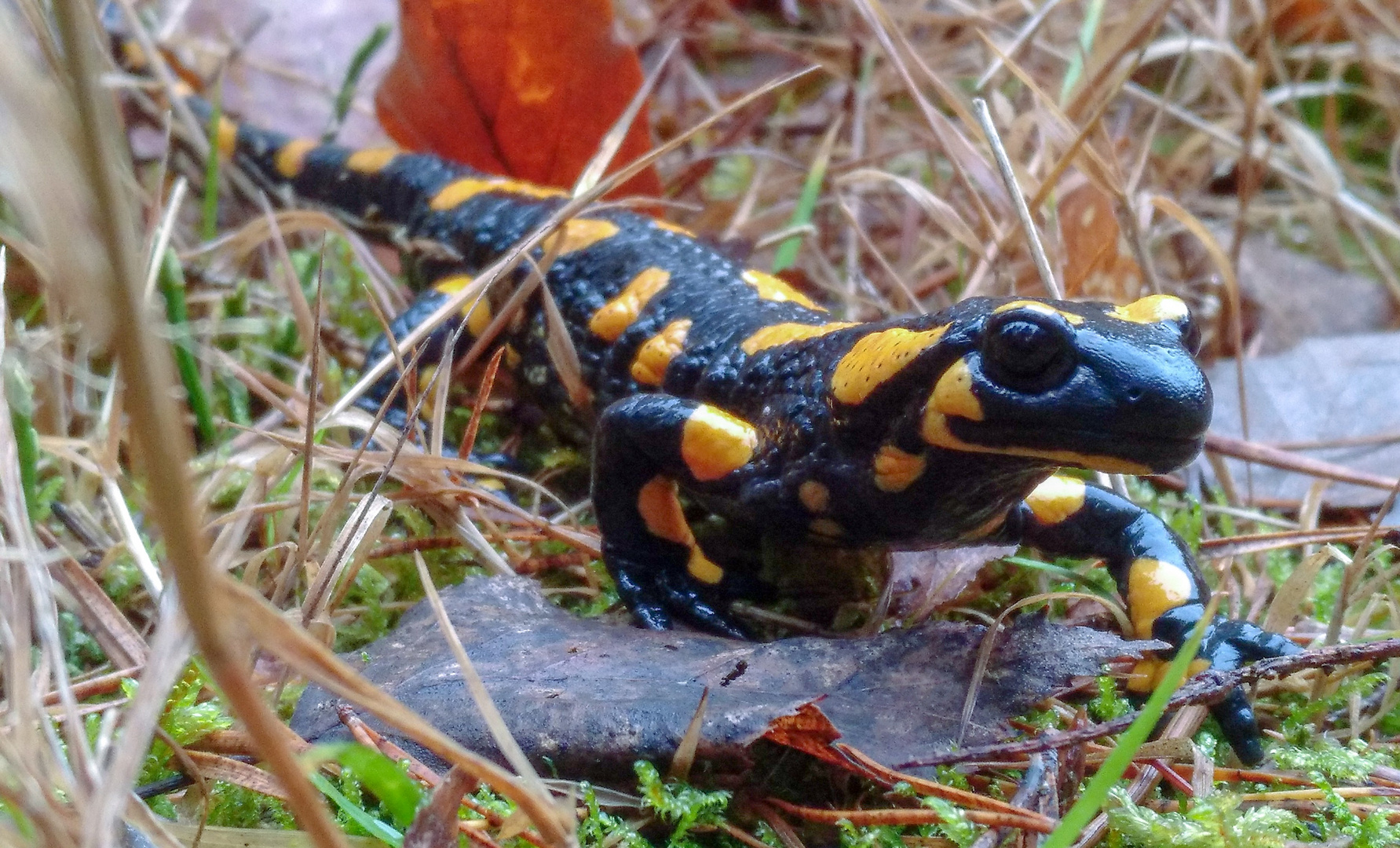 Feuersalamander Dezember 20191222_192336x