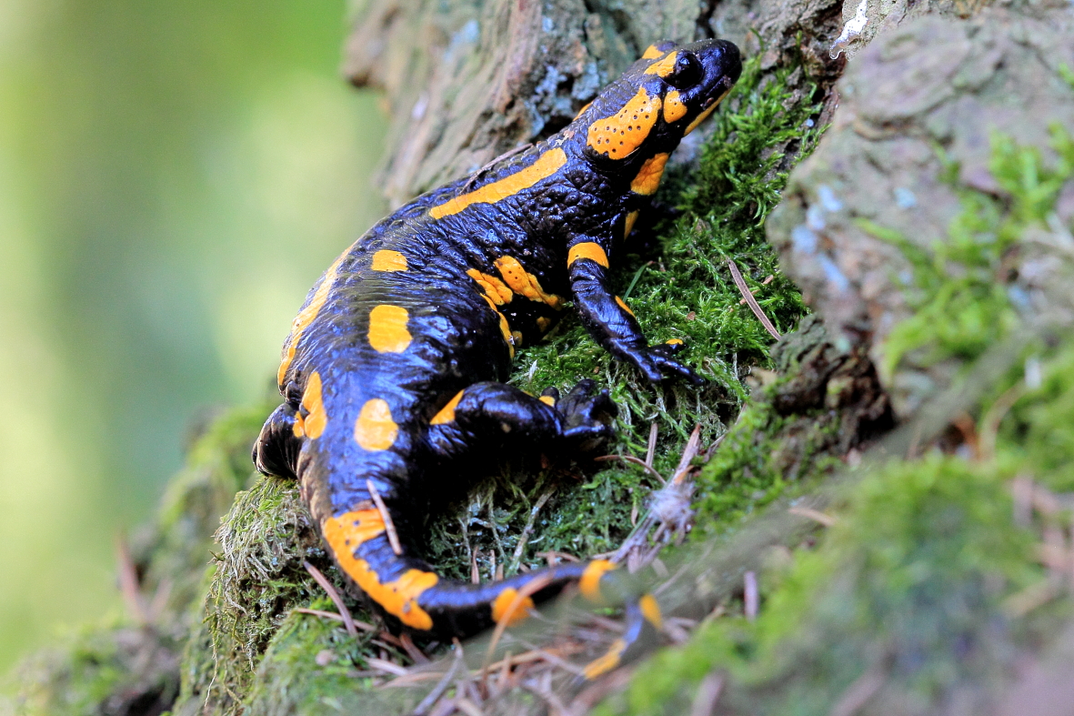 Feuersalamander