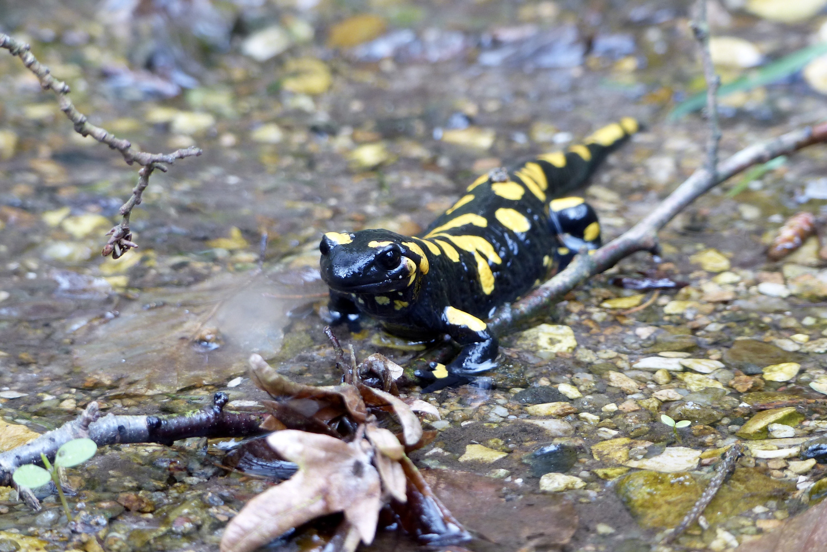 Feuersalamander 