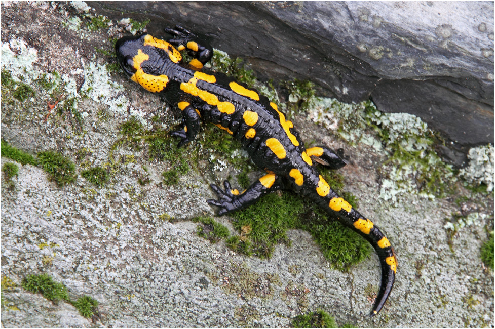 Feuersalamander